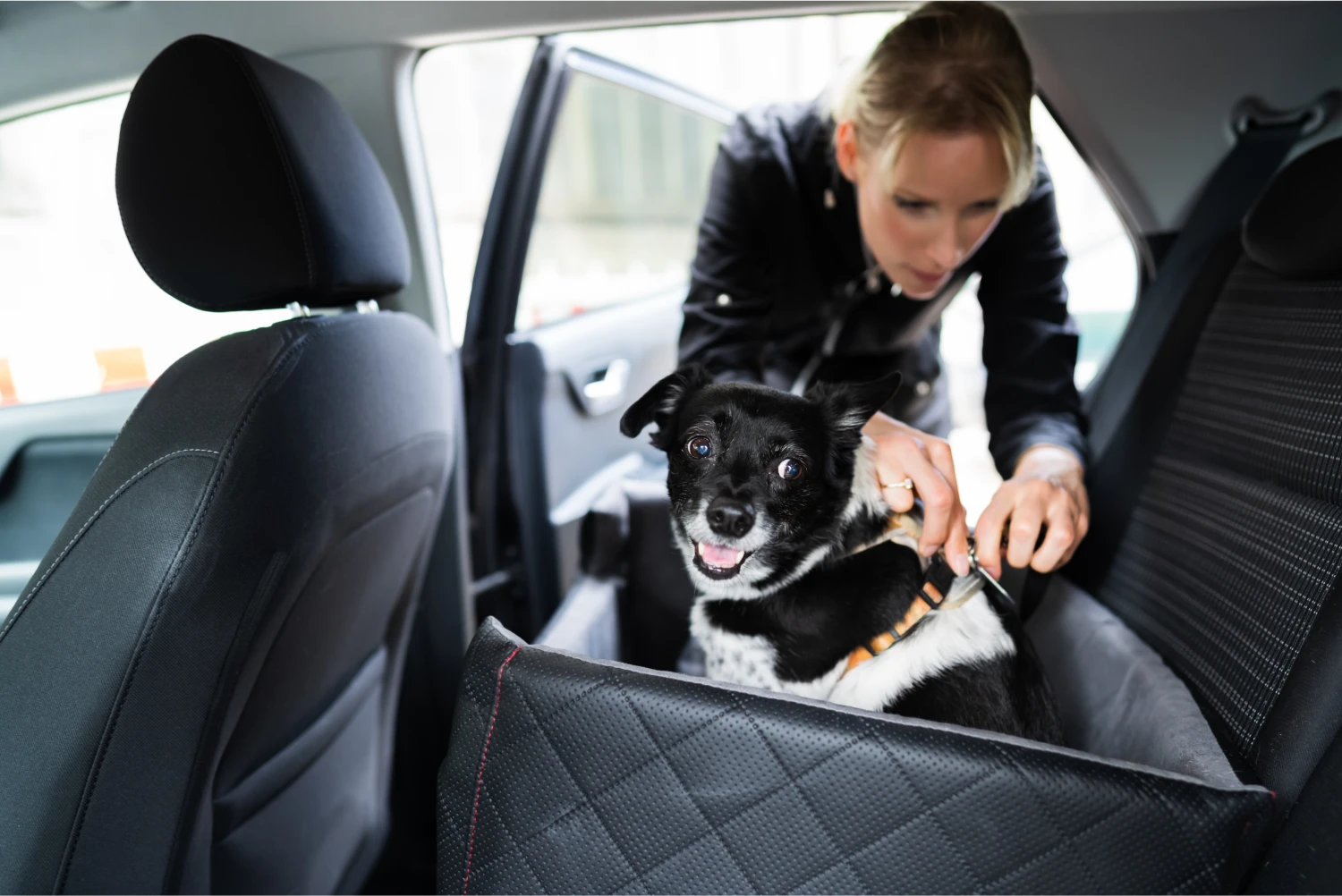 Chevrolet Suburban Dog Safety Belt for Shiba Inu