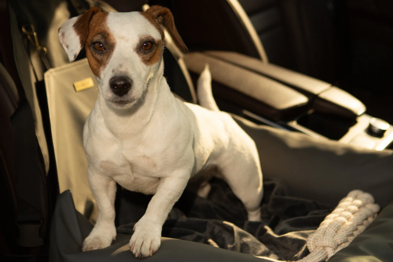 Nissan Murano Dog Car Seat for Miniature Schnauzers