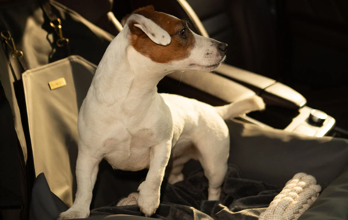 Nissan Murano Dog Car Seat for Miniature Schnauzers